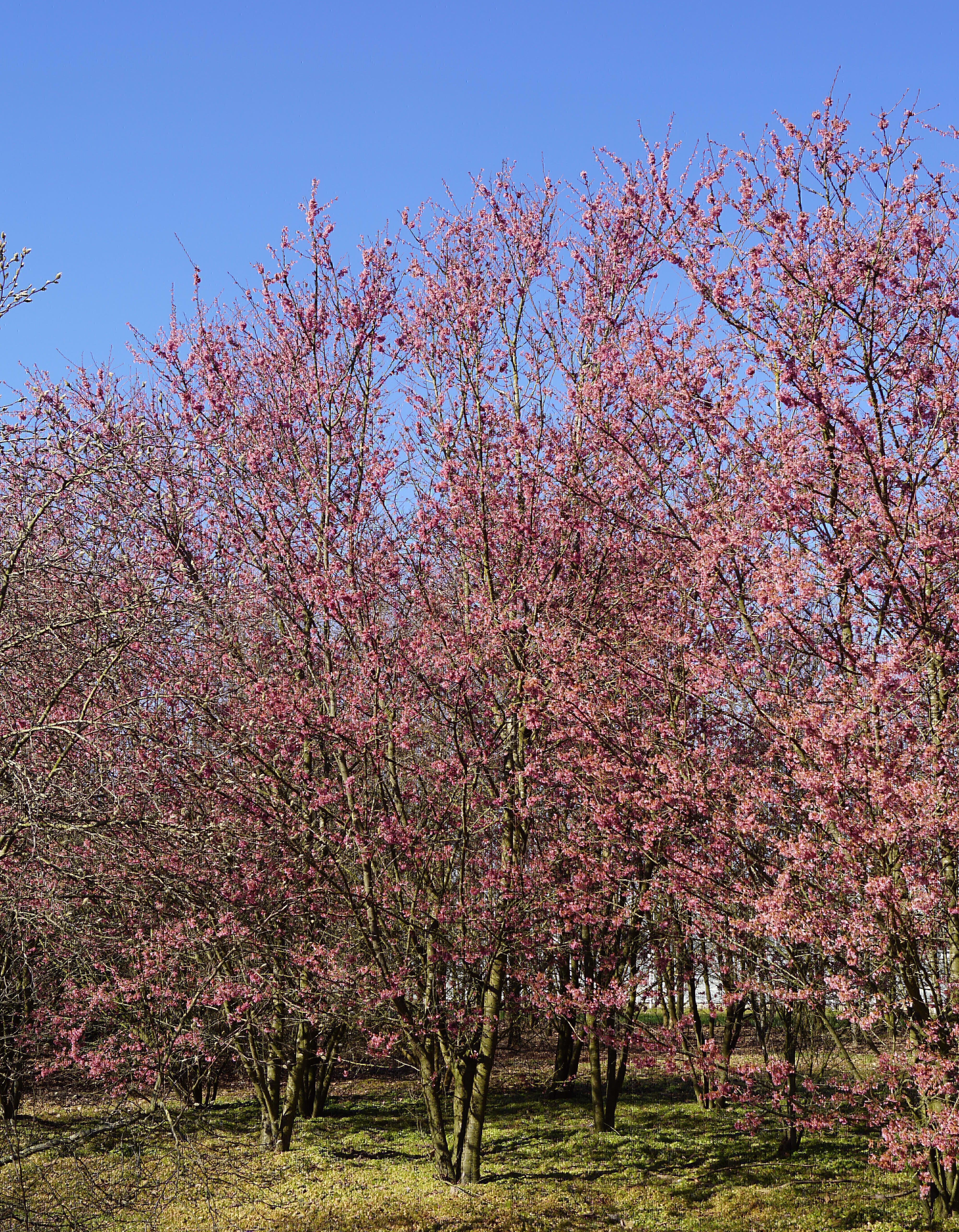 Prunus 'Okame' (34)